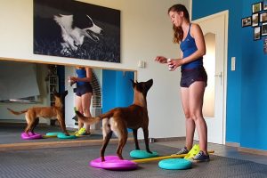 Workshop 'De sporthond gezond houden' door Canifit